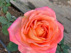 -海上花岛玫瑰园采摘