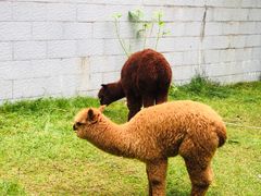 -洛阳白云山景区