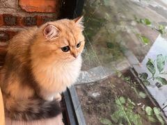 -豆逗聊愈猫阁Easy Life