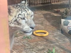 -青藏高原野生动物园