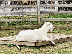 -前小桔亲子创意农场·草莓采摘·露营烧烤