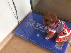 -芭比堂宠物医院·全科爱猫医院·仁德分院