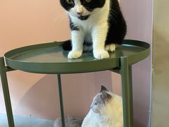 -猫儿山۰猫主题餐厅
