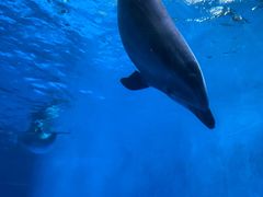 -海合安成都极地海洋公园