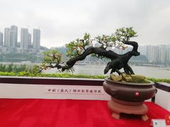 -重庆市江北嘴中央商务区中央公园