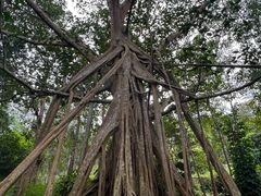 -中国科学院西双版纳热带植物园
