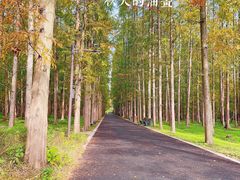 -东平国家森林公园