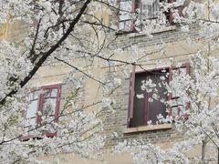 -武汉大学-樱园