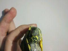 -北京观赏动物医院·24小时大型综合·猫专科·异宠专科