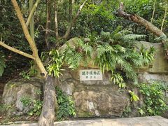 -深圳仙湖植物园