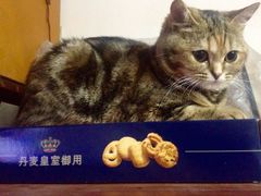 申普宠物医院(大渡河路店)-申普宠物医院·眼科·心内科·影像科(普陀分院)