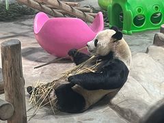 -栾川竹海野生动物园