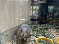-三亚亚龙湾人间天堂鸟巢度假村