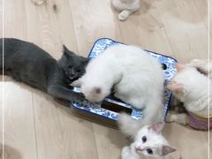 -Bastet sally猫舍购宠(静安店)