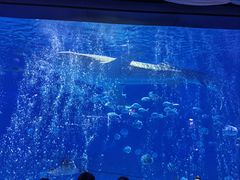 -烟台海昌鲸鲨海洋公园