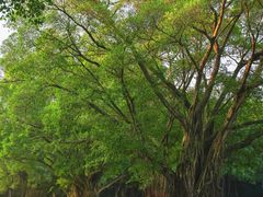 -东莞植物园