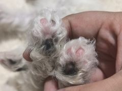 -心仪动物医院·牙专科·肿瘤·心脏科(西客站院)