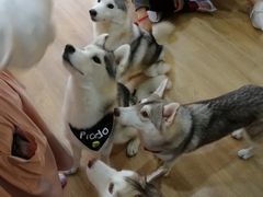 -Husky Go! 哈士奇体验馆·宠物咖啡厅狗咖