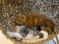 -飞行喵MR PILOT|猫舍·猫咖(静安大融城店)