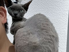 -琪喵猫屋·撸猫猫咖·猫舍