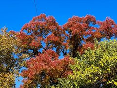 -上海市嘉定区中医医院
