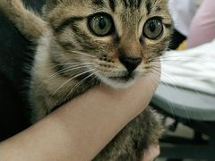 -安安宠物医院(情缘分院)