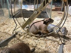 -绿色星球动物主题公园