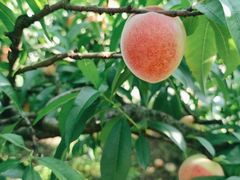 -桃源山庄·水蜜桃采摘·柴火鸡·烧烤团建(龙泉山店)