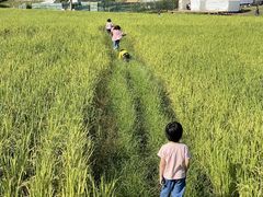 -艾米稻香小镇