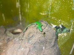 -上海大自然野生昆虫馆