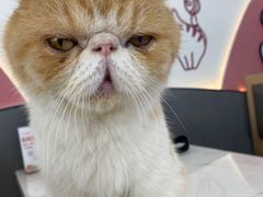 -喵园·猫主题咖啡厅·撸猫·猫咖(国贸店)