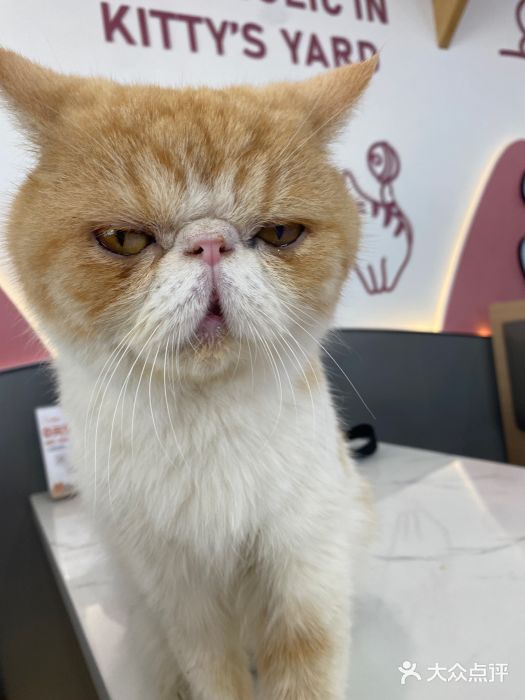喵园·猫主题咖啡厅·撸猫·猫咖(国贸店)图片