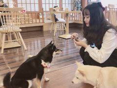 -豆柴町-柴犬主题狗咖(红鼎国际C座店)