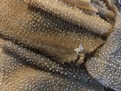 -小龙坎老火锅(北京三里屯店)