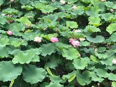 -大塘金香草谷