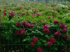 -洛阳郁金香牡丹园