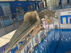 -上海海洋大学鱼文化博物馆(军工路校区)