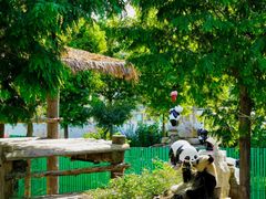 -西霞口神雕山野生动物世界