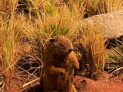 -陕西自然博物馆