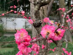 -成都杜甫草堂博物馆