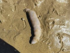 -东戴河风景区-止锚湾