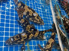 -三亚火车头万人海鲜广场