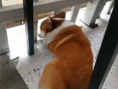 -小梁哥云吞面(黄贝岭店)