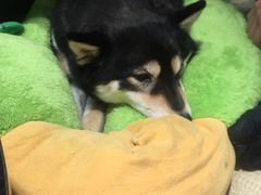 -逗柴咖啡屋·狗咖猫咖宠物桌游