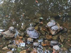 -南岳衡山风景名胜区-南岳大庙