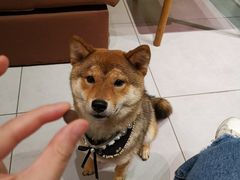 -柴务处·柴犬主题狗咖