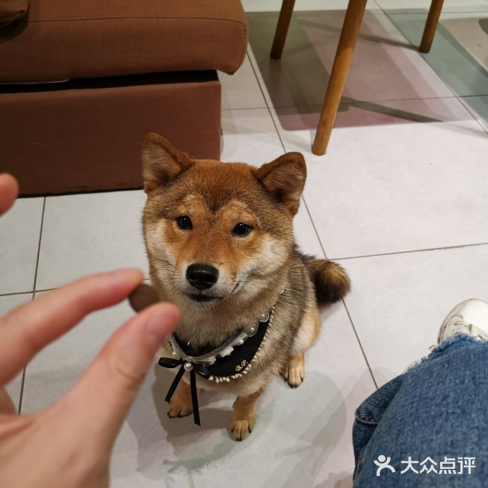 柴务处·柴犬主题狗咖图片