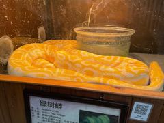 -上海大自然野生昆虫馆(东方明珠·爬宠昆虫探索中心)