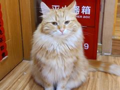 -MOCHA明星猫咖(田子坊店)