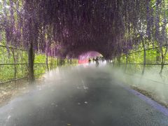 -大塘金香草谷
